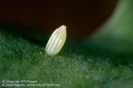 Imported cabbageworm egg (Credit: Jack Kelly Clark