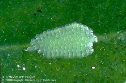 Omnivorous leafroll eggmass (Credit: Jack Kelly Clark)