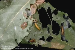 Omnivorous leafroller adult and pupa (Credit: Jack Kelly Clark)