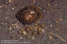 Snail eggs and adult snail (Credit: Jack Kelly Clark)