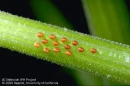 Squash bug eggs (Credit: Jack Kelly Clark)