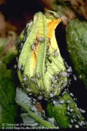 Squash bug nymphs (Credit: Jack Kelly Clark)