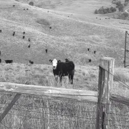 10408706 924363087576597 2852300917789176784 n