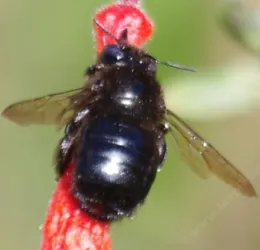 Little Carpenter Bee