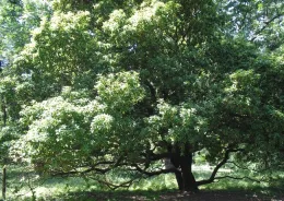 Madrone in Lower Bidwell Park by Laura Lukes