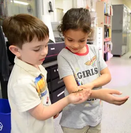 C. J. Babowai (left) and Katie Eting check the progress of a walking stick or stick insect. (Photo by Kathy Keatley Garvey)