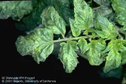 Tobacco mosiac virus symptoms. (Jack Kelly Clark, UC IPM)
