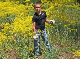 Paul Stapleton, 10, clearing invasive Dyer's woad.
