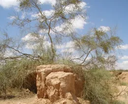 salt-cedar-Wikimedia-commons