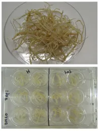 CLas hairy root culture production and high-throughput screening of inhibitors in vitro.