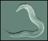 Nematode_Updated