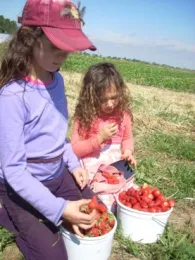 Two girls sitting on the grass and eating strawberries out of white pails.