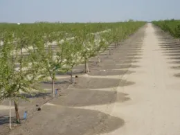 Micro sprinklers in almonds