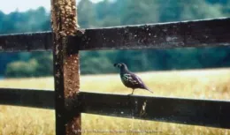 California quail on a two rail wooden fence.