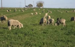 animals and cover crops