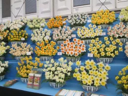 Daffodil display