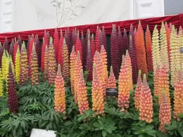 Unusual lupine colors