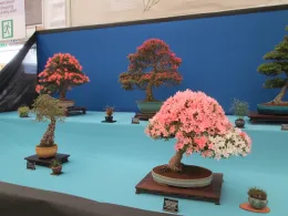 Flowering bonsai azalea