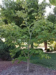 Stellar Pink, a cross between a florida and kousa by J. Alosi