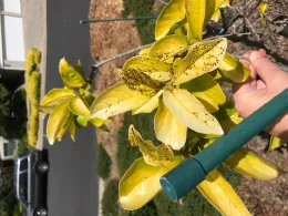 Black spots on Persimmon