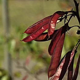 Cercis occidentalis seed pod close-up by John Rusk