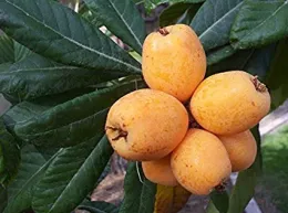 Loquat