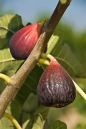 Figs