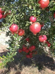 Pomegranate