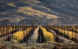 anderson-valley-vineyard-MENDOCINO0618