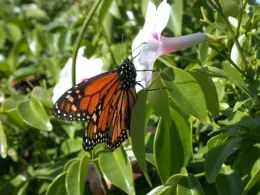 Butterfly at Hansen REC