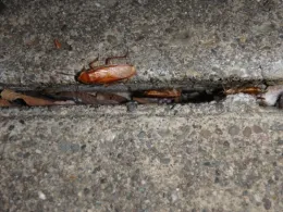 Figure 2. Turkestan cockroaches harbor and breed within moist crevices outdoors. (Credit: A Sutherland)