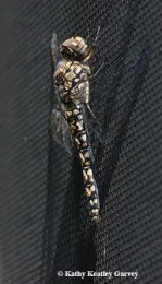 Female red rock skimmer, Paltothemis lineatipes. (Photo by Kathy Keatley Garvey)