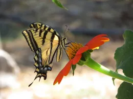 Swallowtail on tithonia by J. Alosi