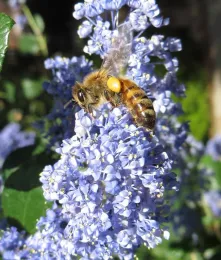 Honeybee on Ray Hartmann ceanothus by J. Alosi