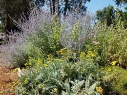 Patch of pesticide-free flowering plants by J. Alosi