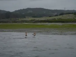 Avocets at Elkhorn Slough Monterey County