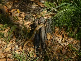 Alligator lizard in Valley Oak habitat