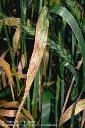 Early septoria infection