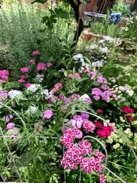 Summer Flowers in Wrightwood, California, photo by Gail Nieto.