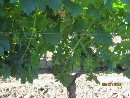 A canopy that has had the leaves mechanically removed from the fruit zone.