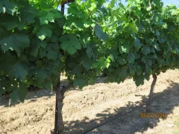 a well grown vine canopy, shading the fruit