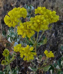 Eriogonum umbellatum var. ahartii, Robert D. Fischer