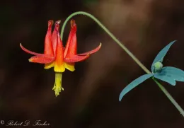 Aquilegia formosa, Robert D. Fischer