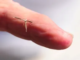 This is a pterophorid plume moth, family Peterophoridae. (Photo by Kathy Keatley Garvey)