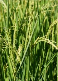 Rice plant