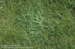 Crabgrass