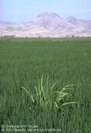 Infestation of barnyardgrass, Echinochloa crus-galli,in a rice paddy. Photo credit: Jack Kelly Clark