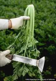 A gloved hand holds a bunch of green celery while the other hand holds a large specialized harvesting knife, with a green field in the background.