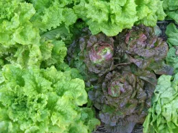 Close-up of various types of lettuce, featuring reddish-brown heads at the center surrounded by lighter green, frilled varieties in a dense arrangement.