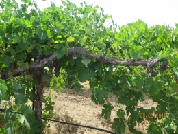 Dead spurs, with no shoot growth, are signs of trunk disease